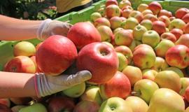 frutticoltura frutticoltura