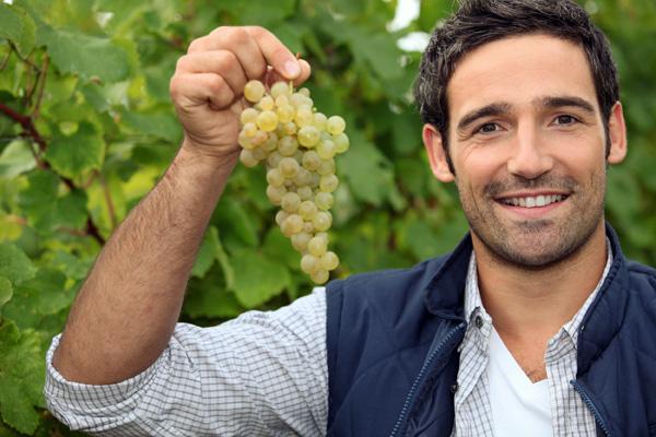 l’Organismo di controllo per la certificazione dei vini