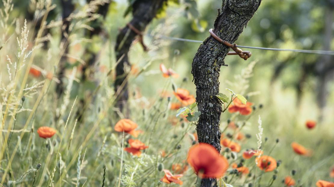 Nachhaltiges Wirtschaften ist dem Südtiroler Weinbau ein wichtiges Anliegen.