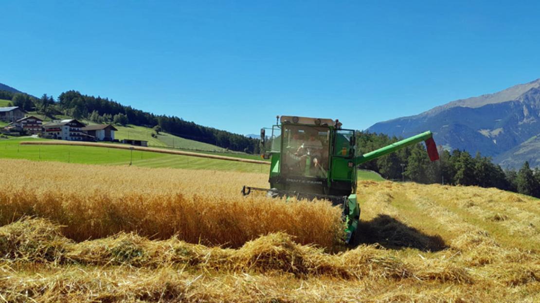 Raccolta di avena